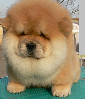 Chow Chow Information, Bilder, Preis