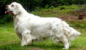 Clumber Spaniel Information, Bilder, Preis