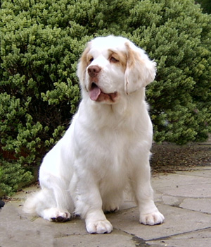 Clumber Spaniel Information, Bilder, Preis