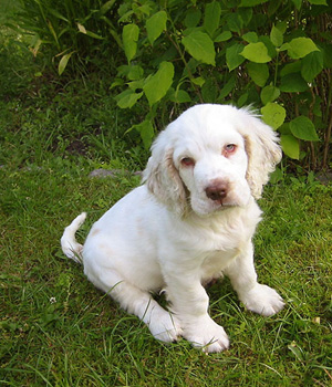 Clumber Spaniel Information, Bilder, Preis