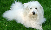 Coton De Tulear Information, Bilder, Preis