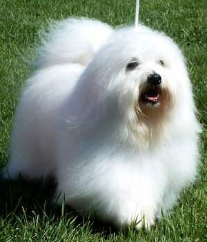 Coton De Tulear Information, Bilder, Preis