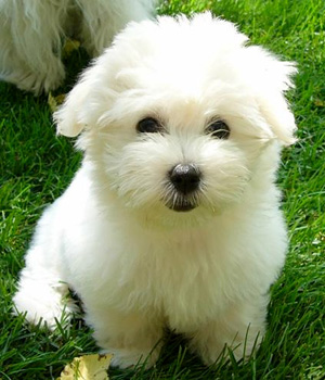 Coton De Tulear Information, Bilder, Preis