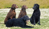 Curly Coated Retriever Information, Bilder, Preis