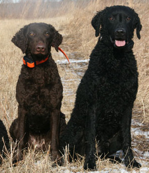 Curly Coated Retriever Information, Bilder, Preis