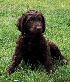 Curly Coated Retriever Information, Bilder, Preis