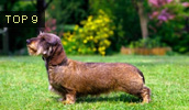 Dachshund Information, Bilder, Preis