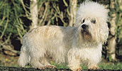 Dandie Dinmont Terrier Information, Bilder, Preis