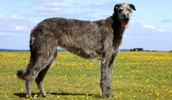 Deerhound Information, Bilder, Preis