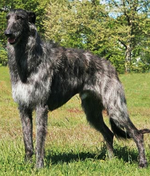 Deerhound Information, Bilder, Preis