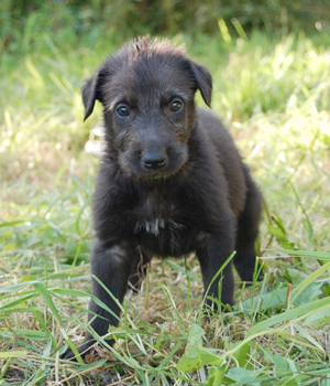 Deerhound Information, Bilder, Preis