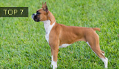 Deutscher Boxer Information, Bilder, Preis