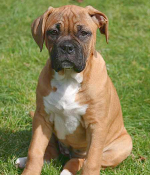 Deutscher Boxer Information, Bilder, Preis