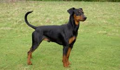 Deutscher Pinscher Information, Bilder, Preis