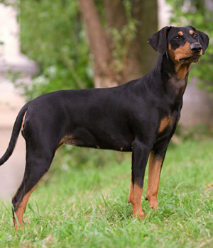 Deutscher Pinscher Information, Bilder, Preis