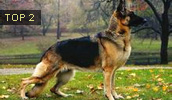 Deutscher Schäferhund Information, Bilder, Preis