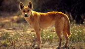 Dingo Information, Bilder, Preis