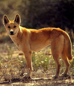 Dingo Information, Bilder, Preis