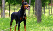 Doberman Pinscher Information, Bilder, Preis