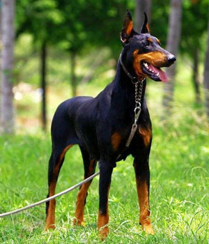 Doberman Pinscher Information, Bilder, Preis