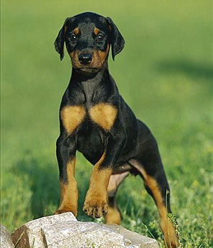 Doberman Pinscher Information, Bilder, Preis