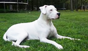 Dogo Argentino Information, Bilder, Preis