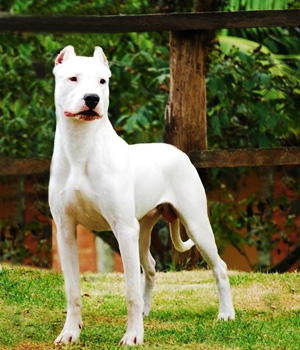 Dogo Argentino Information, Bilder, Preis