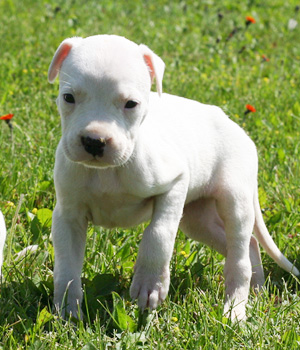 Dogo Argentino Information, Bilder, Preis