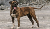 Dogo Canario Information, Bilder, Preis