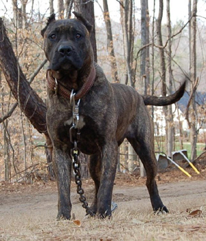 Dogo Canario Information, Bilder, Preis