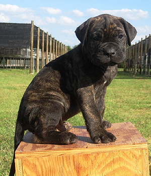 Dogo Canario Information, Bilder, Preis