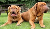 Dogue de Bordeaux Information, Bilder, Preis