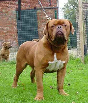 Dogue de Bordeaux Information, Bilder, Preis