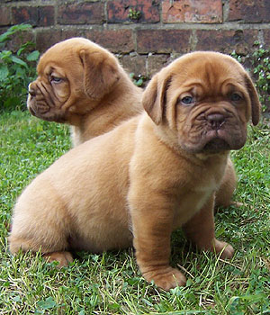 Dogue de Bordeaux Information, Bilder, Preis