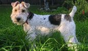 Drahthaar Foxterrier Information, Bilder, Preis