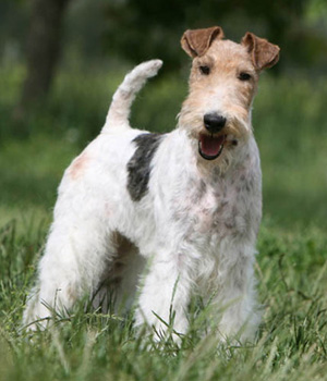 Drahthaar Foxterrier Information, Bilder, Preis