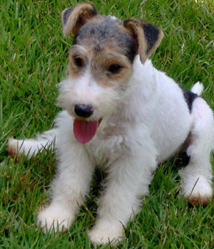 Drahthaar Foxterrier Information, Bilder, Preis