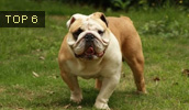 Englische Bulldogge Information, Bilder, Preis