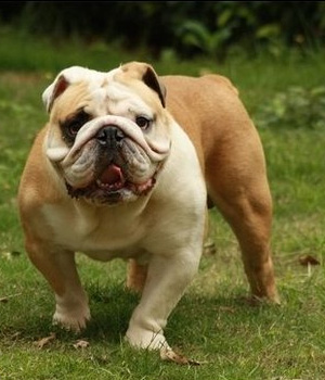 Englische Bulldogge Information, Bilder, Preis