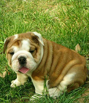 Englische Bulldogge Information, Bilder, Preis