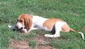 English Coonhound Information, Bilder, Preis