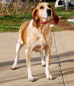 English Coonhound Information, Bilder, Preis