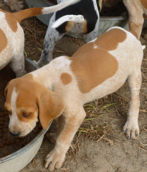 English Coonhound Information, Bilder, Preis