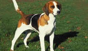 English Foxhound Information, Bilder, Preis