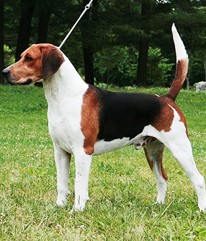 English Foxhound Information, Bilder, Preis