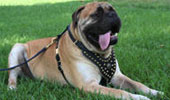 English Mastiff Information, Bilder, Preis