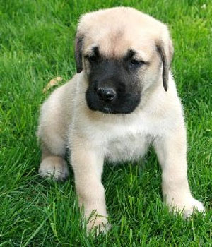 English Mastiff Information, Bilder, Preis