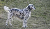 English Setter Information, Bilder, Preis