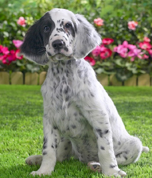 English Setter Information, Bilder, Preis