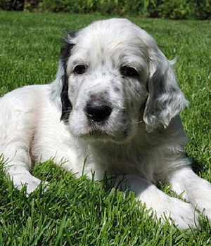 English Setter Information, Bilder, Preis